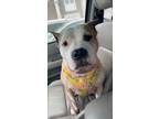 Adopt Phoebe a Tan/Yellow/Fawn - with White American Pit Bull Terrier / Mixed