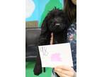 Adopt Wyn, Puppy 48-1588 Mini Lab Doodle-*Rescue Center a Black Labrador