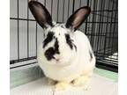 Adopt Smudge A White Other/Unknown Rabbit In Carmel, CA (37662231)