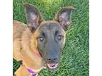 Adopt Banana a Brown/Chocolate - with Black Mountain Cur / Mixed dog in Walnut
