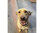 Adopt Daisy a Tan/Yellow/Fawn Labrador Retriever / Mixed dog in Jay