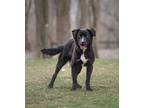 Adopt Fern a Black Retriever (Unknown Type) / Mixed dog in Pekin, IL (37658866)