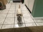 Adopt Teddy a White Poodle (Miniature) / Shih Tzu / Mixed dog in Fontana