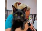 Adopt Wolfy a All Black Domestic Shorthair / Mixed cat in Branson, MO (37662085)
