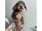 Adopt LeBron A Brown/Chocolate Labrador Retriever / Mixed Dog In Chesapeake