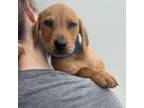 Adopt Irving A Tan/Yellow/Fawn Labrador Retriever / Mixed Dog In Chesapeake