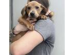 Adopt Jordan A Tan/Yellow/Fawn Labrador Retriever / Mixed Dog In Chesapeake