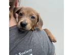 Adopt Kessler A Tan/Yellow/Fawn Labrador Retriever / Mixed Dog In Chesapeake