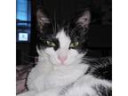 Adopt socks a All Black Domestic Shorthair / Mixed cat in Grand Junction