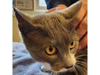 Adopt Atalie a Gray or Blue Domestic Shorthair / Mixed cat in Grand Junction