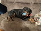 Adopt Ziva a Black - with Tan, Yellow or Fawn Rottweiler / Mixed dog in