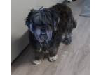 Adopt Charlie2 a Gray/Silver/Salt & Pepper - with White Shih Tzu / Poodle