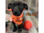 Adopt Wells PAWS A Black Mixed Breed (Medium) / Mixed Dog In San Angelo
