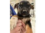 Adopt Zev PAWS A Black Mixed Breed (Medium) / Mixed Dog In San Angelo