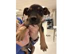 Adopt Kylo PAWS A Black Mixed Breed (Medium) / Mixed Dog In San Angelo