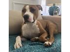 Adopt Desmond a Tan/Yellow/Fawn American Pit Bull Terrier / Mixed dog in