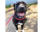 Adopt Pricila (ID# A0052255248) a Mixed Breed (Medium) / Mixed dog in Oakland