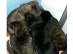 Adopt Beagle/Cane Corso Mix Pups a Brindle Beagle / Cane Corso / Mixed dog in