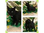 Adopt CELINE A Black (Mostly) Domestic Shorthair (short Coat) Cat In Buckhannon