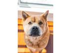 Adopt Crae a Red/Golden/Orange/Chestnut Chow Chow / Husky / Mixed dog in