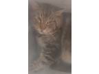 Adopt A Brown Tabby Domestic Shorthair / Mixed (short Coat) Cat In Redding