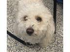 Adopt Daisy Mae a Poodle (Miniature) / Mixed dog in Golden, CO (37661685)