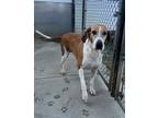 Adopt Cackle a Red/Golden/Orange/Chestnut Foxhound / Mixed dog in Ortonville
