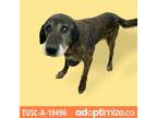 Adopt TUSC-Stray-tu263 A Black Retriever (Unknown Type) / Mixed Dog In