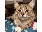 Adopt Leilani A Tan Or Fawn Domestic Longhair / Mixed Cat In Taos, NM (37661249)