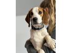 Adopt Rusty a Tricolor (Tan/Brown & Black & White) Beagle / Foxhound / Mixed dog