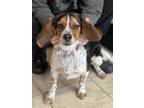 Adopt Otis a Tricolor (Tan/Brown & Black & White) Beagle / Foxhound / Mixed dog