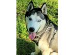 Adopt Echo a Black - with White Husky / Husky / Mixed dog in Park Hills