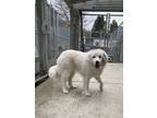 Adopt Charmin (Ultra Soft) a White - with Gray or Silver Great Pyrenees / Mixed