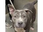 Adopt Iverson A Gray/Silver/Salt & Pepper - With Black Pit Bull Terrier / Mixed