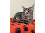Adopt Cricket A Brown Or Chocolate Domestic Shorthair / Domestic Shorthair /