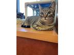 Adopt Babs A Brown Or Chocolate Domestic Shorthair / Domestic Shorthair / Mixed