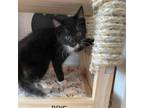 Adopt Brie A All Black Domestic Shorthair / Mixed Cat In Winchester