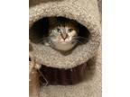 Adopt Snickers a Calico or Dilute Calico Domestic Mediumhair / Mixed (medium