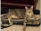 Adopt Princess A Tan Or Fawn Tabby American Bobtail / Mixed (short Coat) Cat In