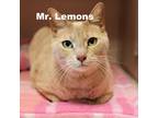 Adopt Mr. Lemons 23233 a Tan or Fawn Tabby Domestic Shorthair / Mixed cat in