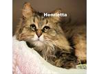 Adopt Henrietta 23200 a Brown or Chocolate Domestic Longhair / Mixed cat in