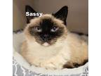 Adopt Sassy 23170 a White (Mostly) Siamese / Mixed cat in Escanaba