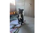 Adopt Bella a Black - with White American Pit Bull Terrier / Mixed dog in