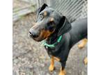 Adopt Greco (ID# 32223mt6) a Black Doberman Pinscher / Mixed dog in Oakland