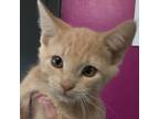 Adopt Pisces A Orange Or Red Domestic Shorthair / Mixed Cat In Ponca City