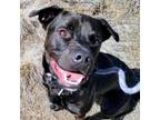 Adopt Remy A Brown/Chocolate Boxer / Labrador Retriever / Mixed Dog In