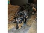 Adopt Nina A Merle Catahoula Leopard Dog / Mixed Dog In Tupelo, MS (37660808)