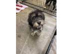 Adopt Adopt Or Foster Me A Black Schnauzer (Miniature) / Mixed Dog In El Paso