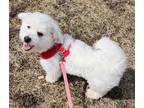 Adopt Greta a White Bichon Frise / Mixed dog in Baraboo, WI (37660689)