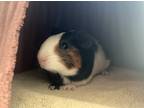 Adopt Pippin A Guinea Pig Small Animal In Monterey, CA (37660688)
